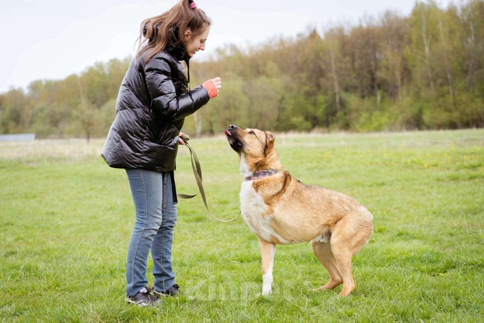 Собаки в Москве: Алабай в добрые руки Мальчик, Бесплатно - фото 4
