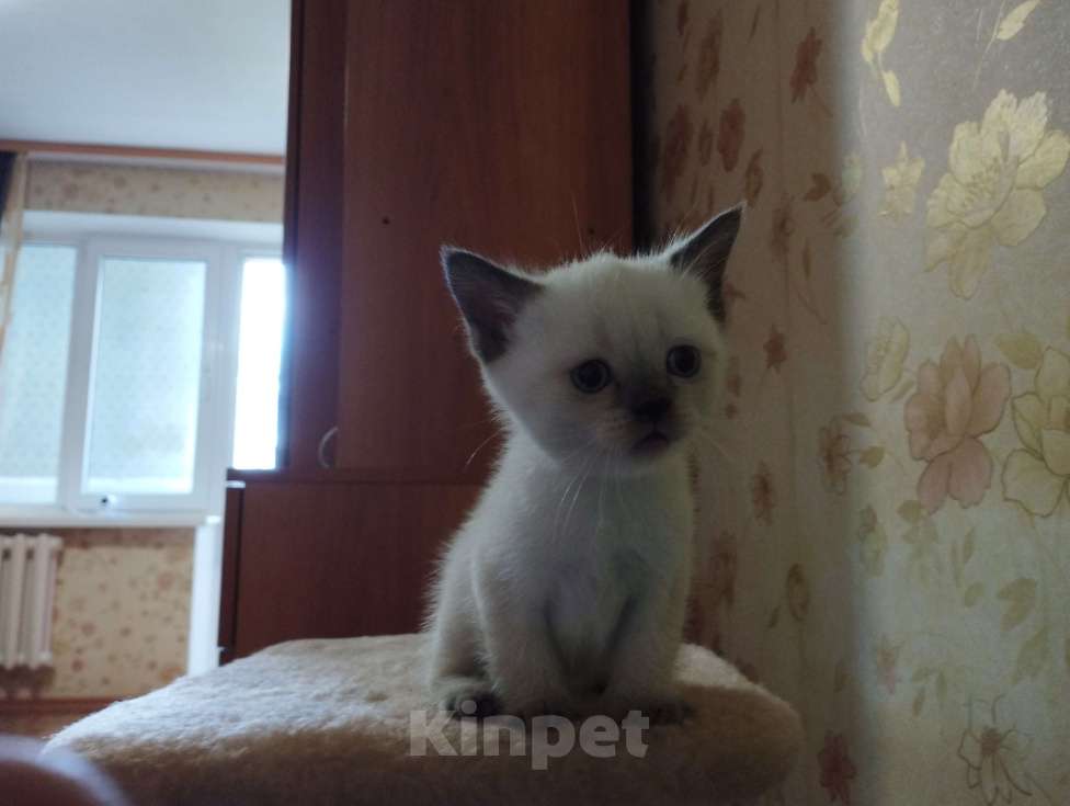 Кошки в Ростове-на-Дону: Девочка Девочка, 3 500 руб. - фото 2