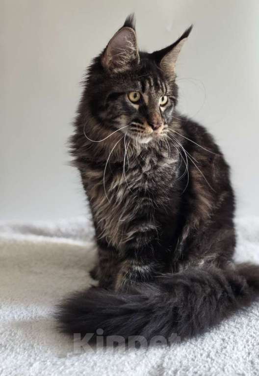 Кошки в Чайковском: Мальчик Мейн кун.  MCO окрас-n23  Мальчик, 45 000 руб. - фото 9