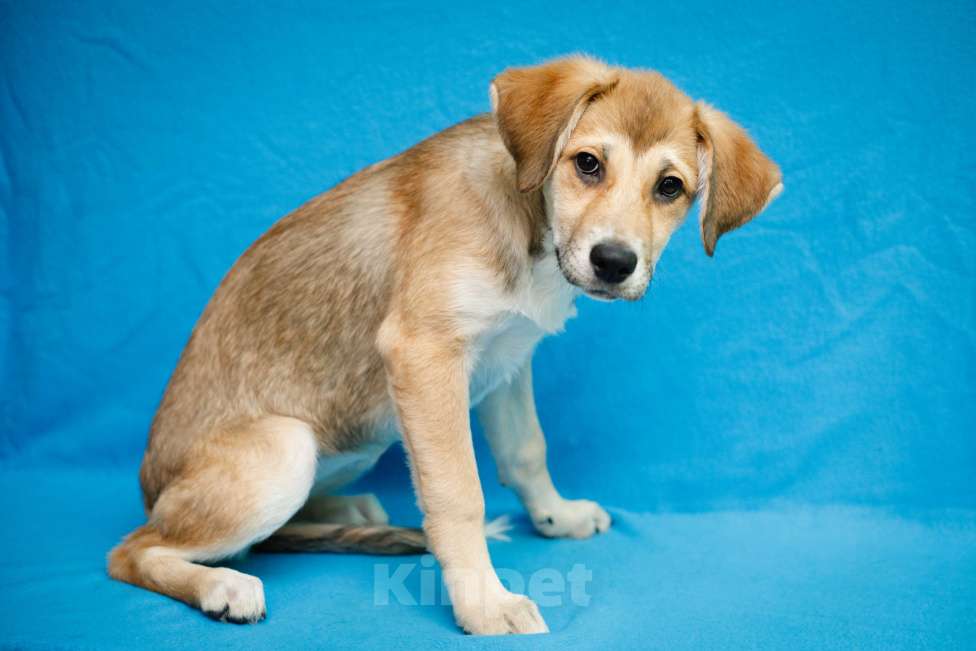 Собаки в Москве: Рыжий щенок девочка в добрые руки Мальчик, 11 руб. - фото 6