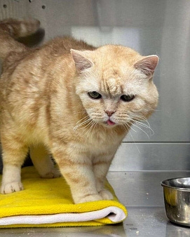 Особенный котик ищет дом 