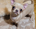Собаки в Москве: Чихуахуа лиловая девочка Ириш Девочка, Бесплатно - фото 4
