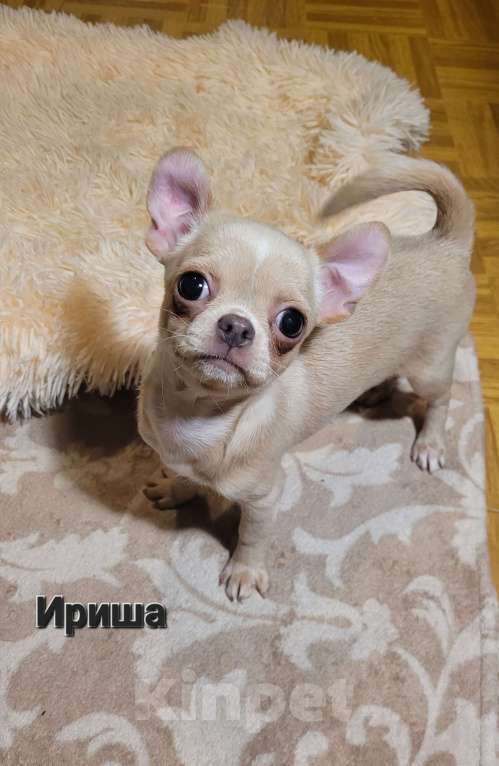 Собаки в Москве: Чихуахуа лиловая девочка Ириш Девочка, Бесплатно - фото 4