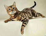 Кошки в Кохме: Коты и кошки бенгальской породы, 1 000 руб. - фото 4