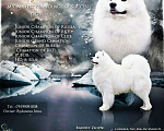 Собаки в Ижевске: Самоедская собака, 1 руб. - фото 1