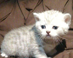 Кошки в Сарове: Котята шотландской породы, 4 000 руб. - фото 1