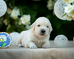 Собаки в Подольске: Щенок золотистого ретривера Мальчик, 85 000 руб. - фото 3