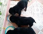 Собаки в Нефтекумске: Щенки ротвейлера продажа  Мальчик, 8 000 руб. - фото 5