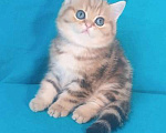 Кошки в Москве: золотой мраморный котик Мальчик, 25 000 руб. - фото 5