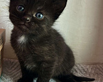 Кошки в Реутове: Котенок- девочка, 1 месяц Девочка, 700 руб. - фото 1