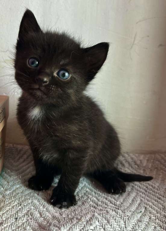 Кошки в Реутове: Котенок- девочка, 1 месяц Девочка, 700 руб. - фото 1
