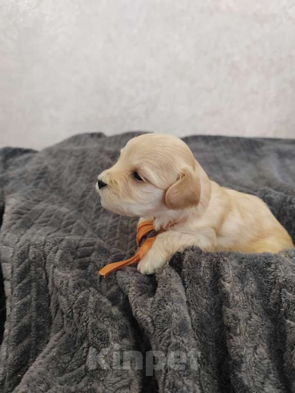 Собаки в Энгельс-19: Малыши мальтипу f1 Мальчик, 120 000 руб. - фото 6