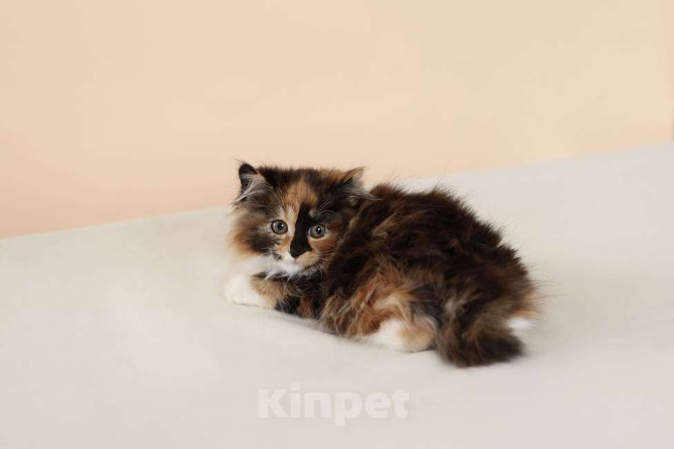 Кошки в Серпухове: Хризантема Русские  Цветы Курильский Бобтейл Девочка, 60 000 руб. - фото 1