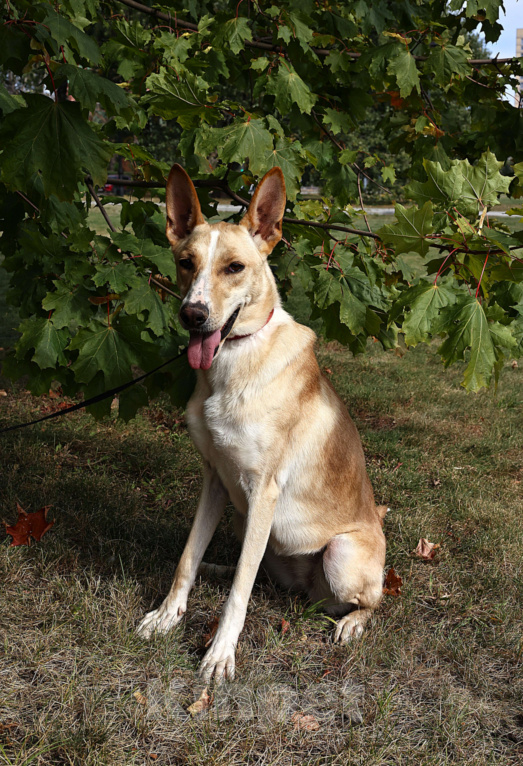 Собаки в Москве: Собака в добрые руки бесплатно Москва Девочка, Бесплатно - фото 3