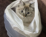 Кошки в Красноярске: Продам кошку Девочка, 5 000 руб. - фото 3