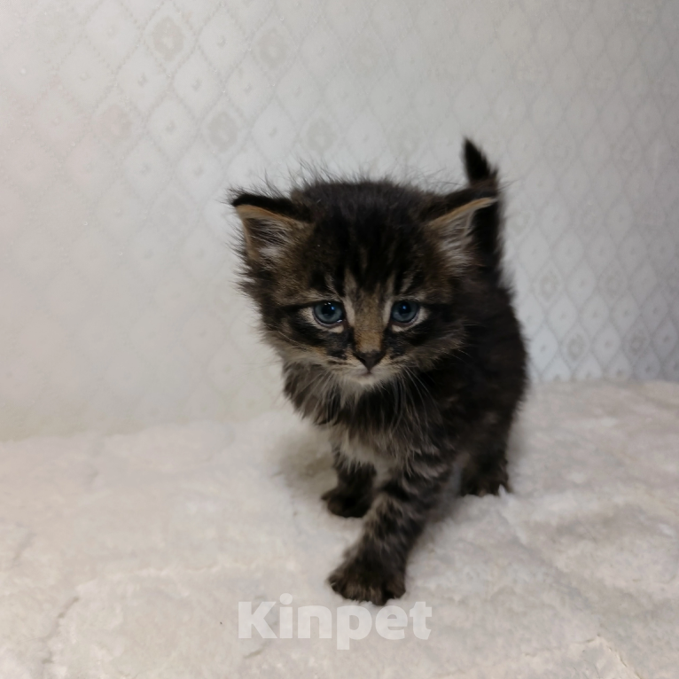 Кошки в Санкт-Петербурге: Кузя котенок Мальчик, Бесплатно - фото 8