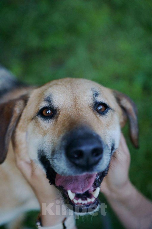 Собаки в Москве: Разыскиваем семью для Ланочки!  Девочка, Бесплатно - фото 3