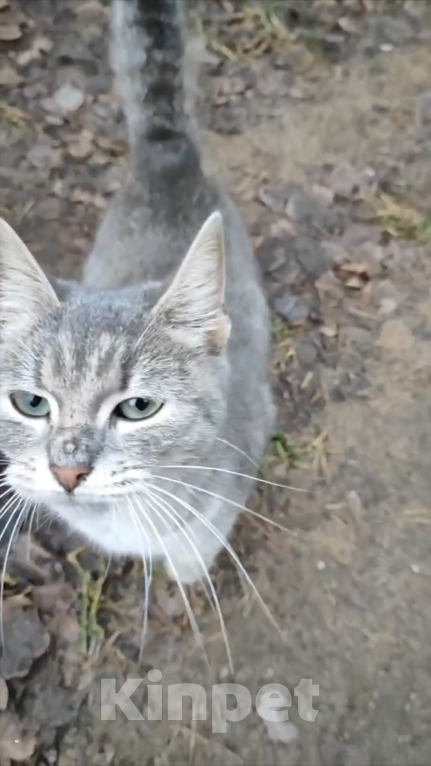 Кошки в Санкт-Петербурге: Кошечка Девочка, Бесплатно - фото 2