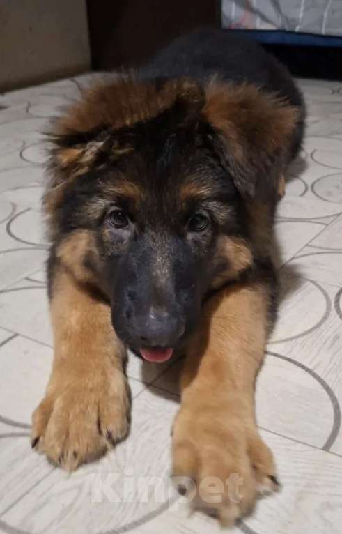 Собаки в Иркутске: Немецкая овчарки длинношерстная. Щенки в Иркутске Мальчик, 50 000 руб. - фото 2