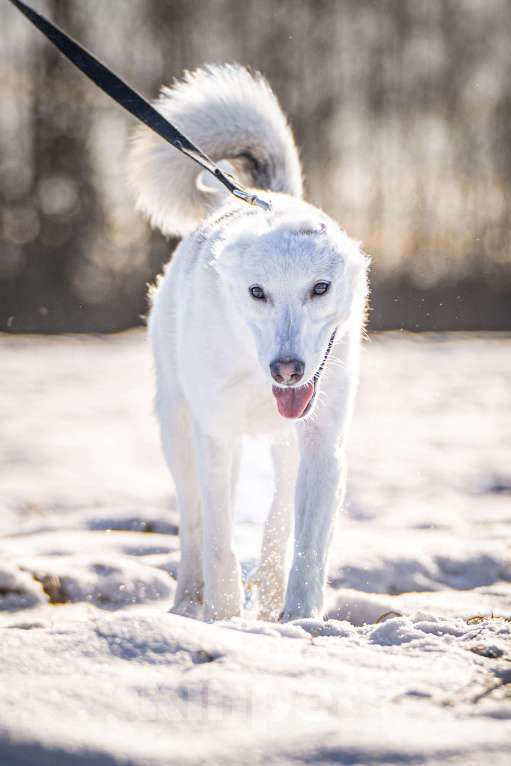 Собаки в Клине: Ванда — энергичная собачка Девочка, Бесплатно - фото 3