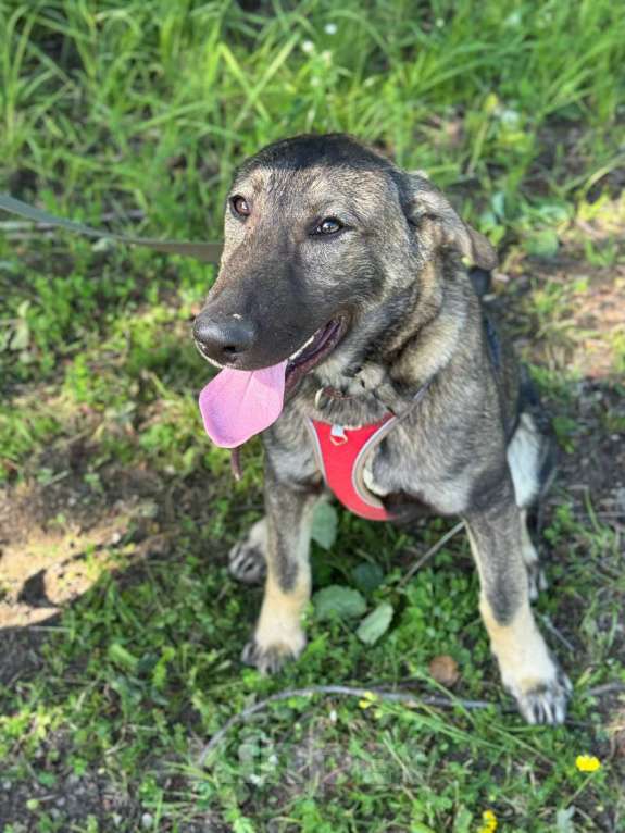 Собаки в Санкт-Петербурге: Удивительный щенок с умными глазами Мальчик, Бесплатно - фото 3