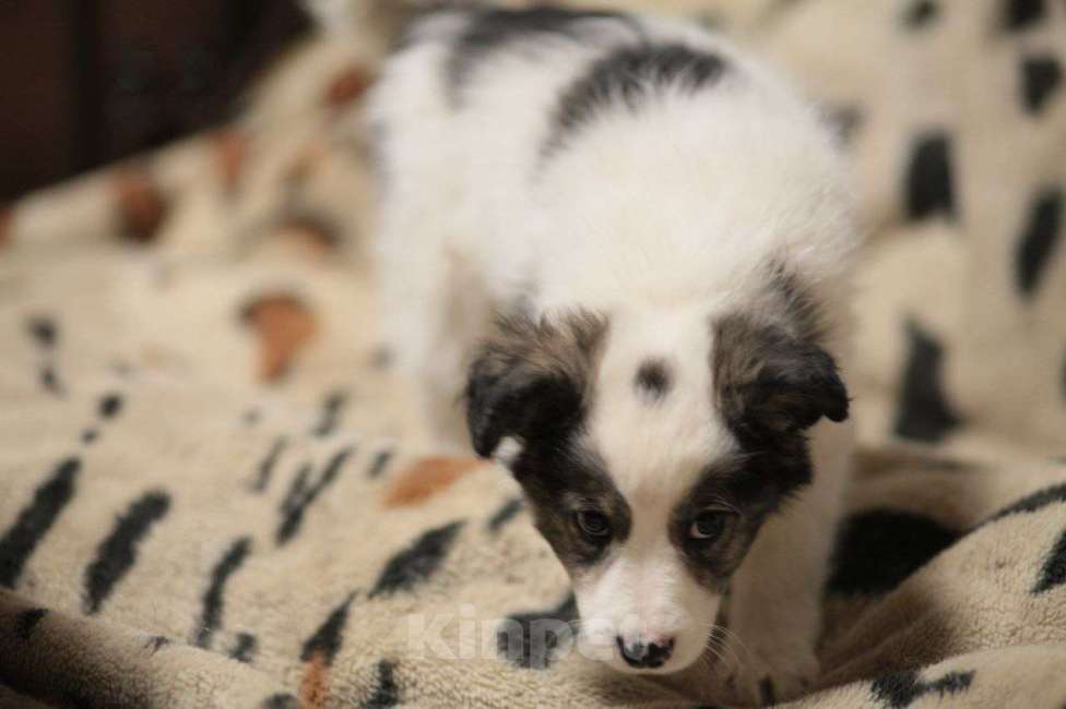 Собаки в Москве: Белый щенок Мальчик, Бесплатно - фото 6