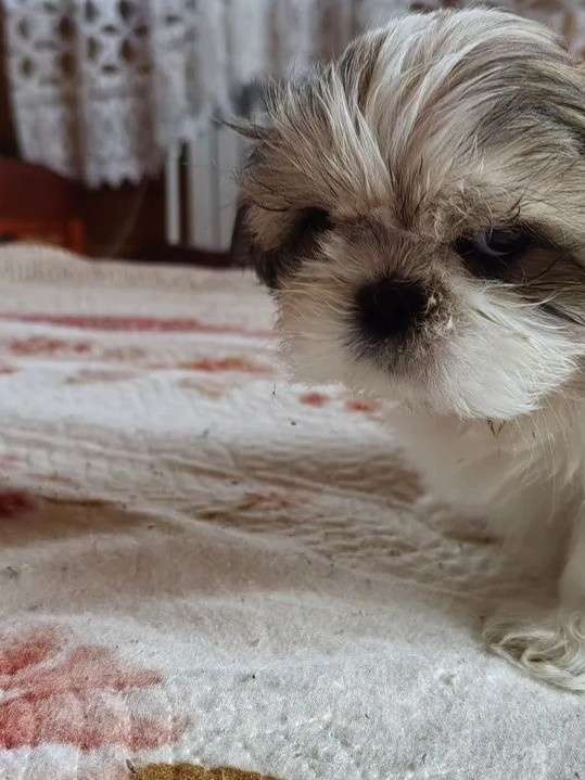 Собаки в Мещовске: Щенок  Мальчик, 20 000 руб. - фото 2