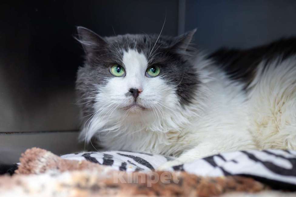 Кошки в Москве: Кот Пуэр в добрые руки Мальчик, Бесплатно - фото 4