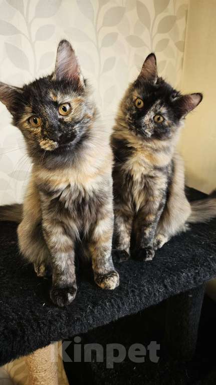 Кошки в Москве: Котята в добрые руки  Девочка, Бесплатно - фото 5