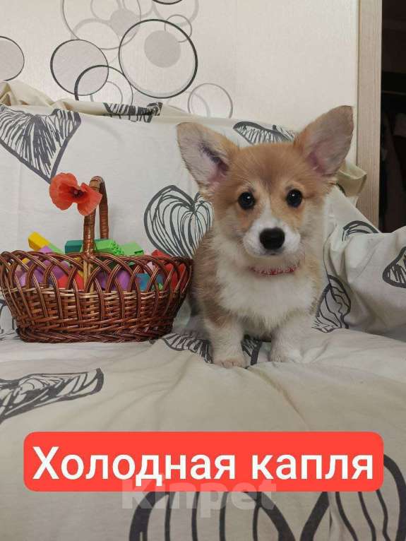 Собаки в других городах Краснодарского края: Щенки корги  Девочка, 50 000 руб. - фото 2