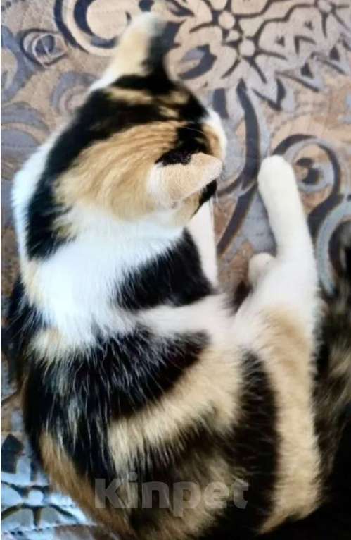 Кошки в Санкт-Петербурге: Котенок подросток Тася ищет дом  Девочка, Бесплатно - фото 3