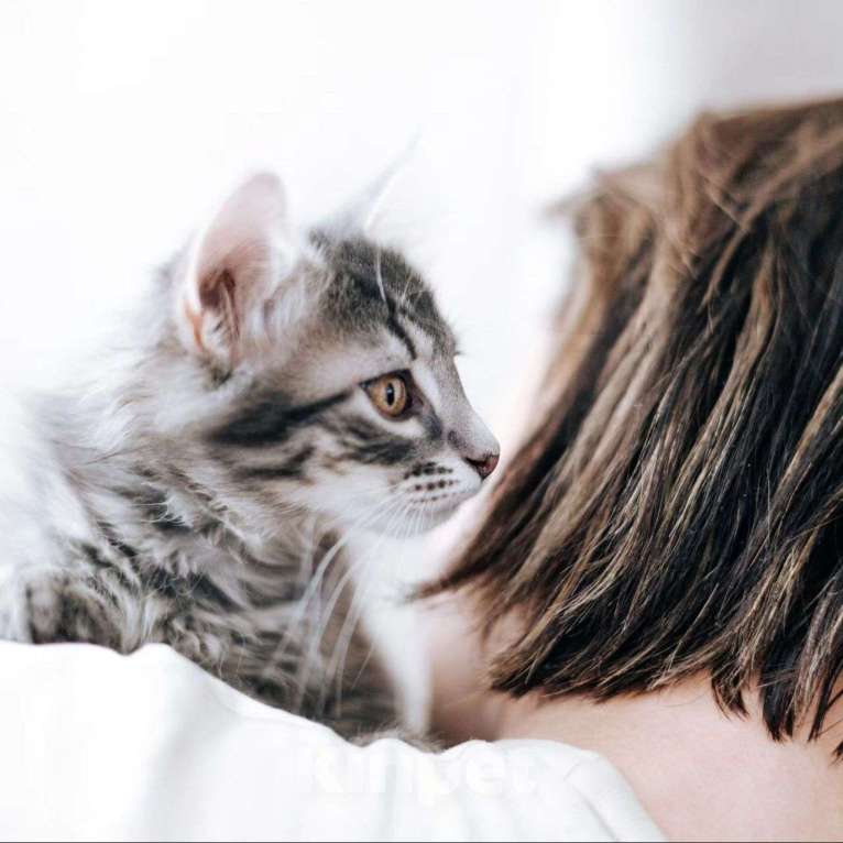 Кошки в Москве: Маленького Петю чуть не утопили Мальчик, Бесплатно - фото 2