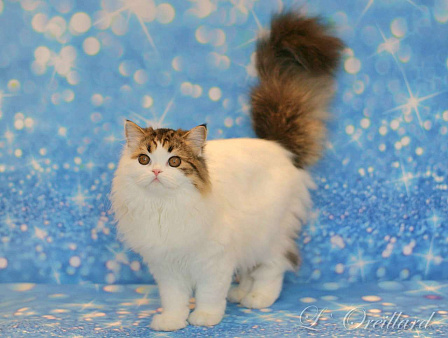 Шотландская длинношерстная девочка 