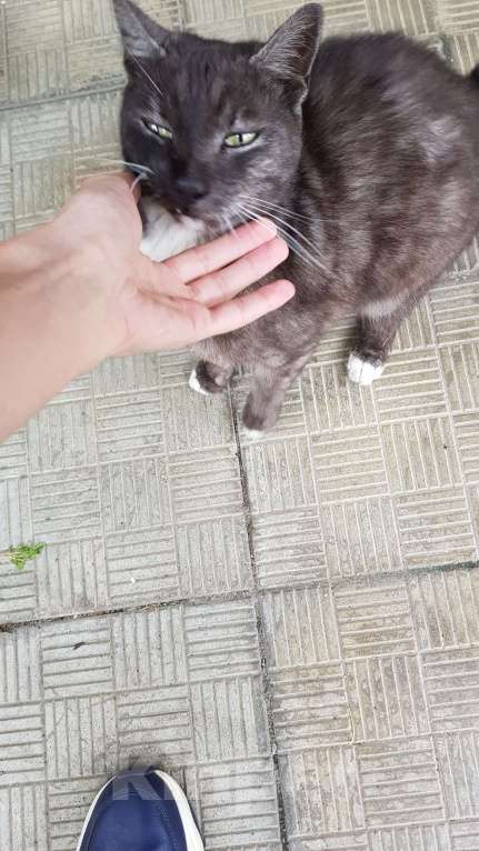 Кошки в Подольске: Брошенный котик в добрые руки Мальчик, Бесплатно - фото 4