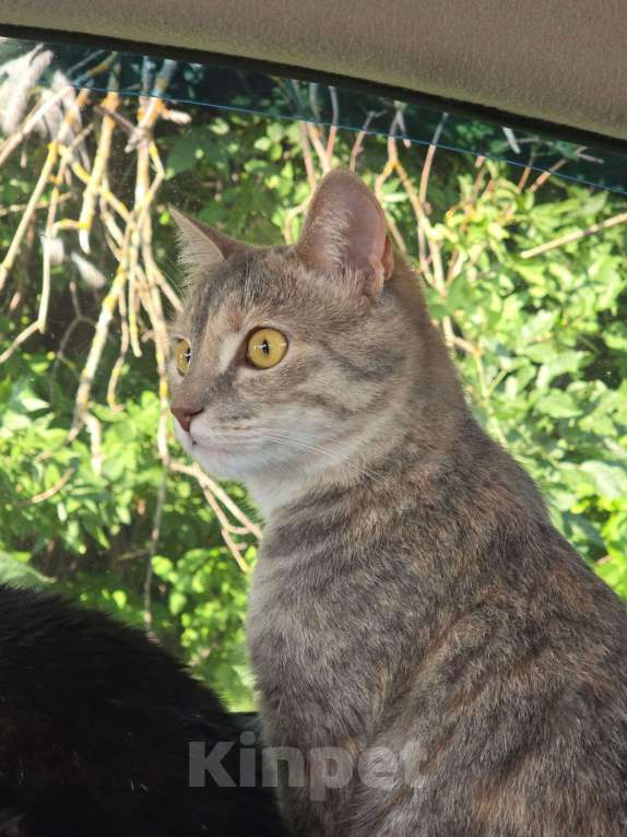 Кошки в Курганинске: Пропала кошка в г.Курганинск Девочка, 1 000 руб. - фото 5