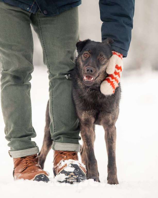 Собаки в других городах Московской области: Кайли исполненная смысла ищет дом) Девочка, Бесплатно - фото 4