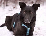 Собаки в Москве: Скромный добрый Блэк в поисках дома Мальчик, Бесплатно - фото 4