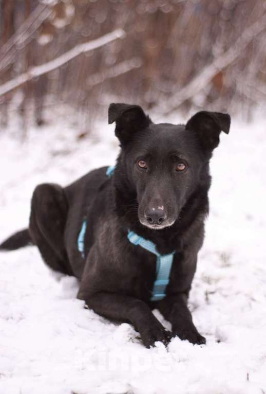 Собаки в Москве: Скромный добрый Блэк в поисках дома Мальчик, Бесплатно - фото 4