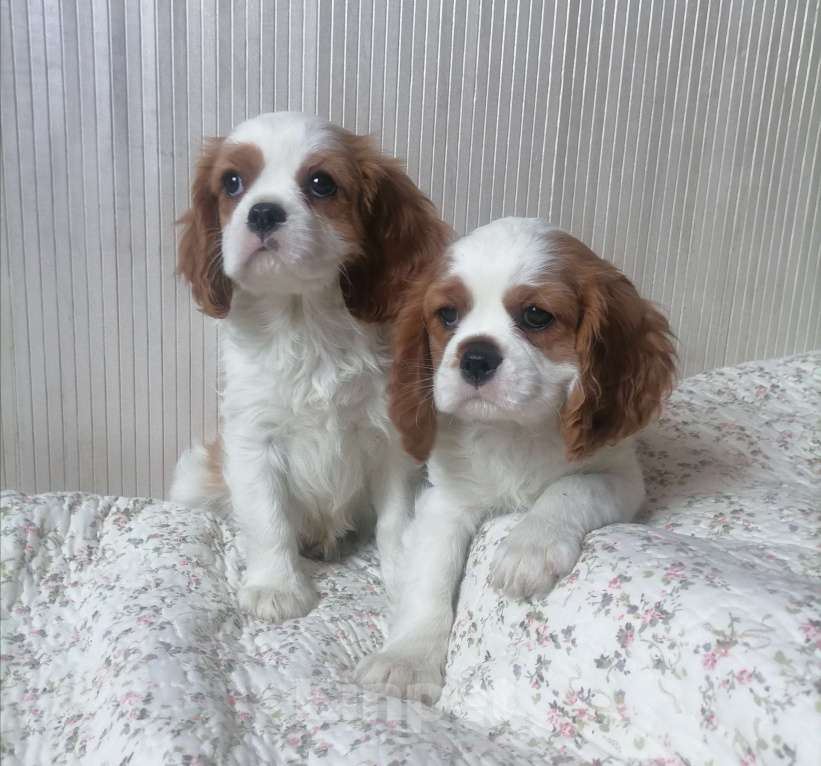 Собаки в Москве: Кавалер Кинг Чарльз спаниель 2 мес Мальч.  Мальчик, 85 000 руб. - фото 2