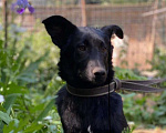 Собаки в Щелково: Черный щенок девочка 5 мес Девочка, 1 руб. - фото 2