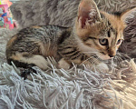 Кошки в Саратове: Котёнок  Девочка, Бесплатно - фото 5