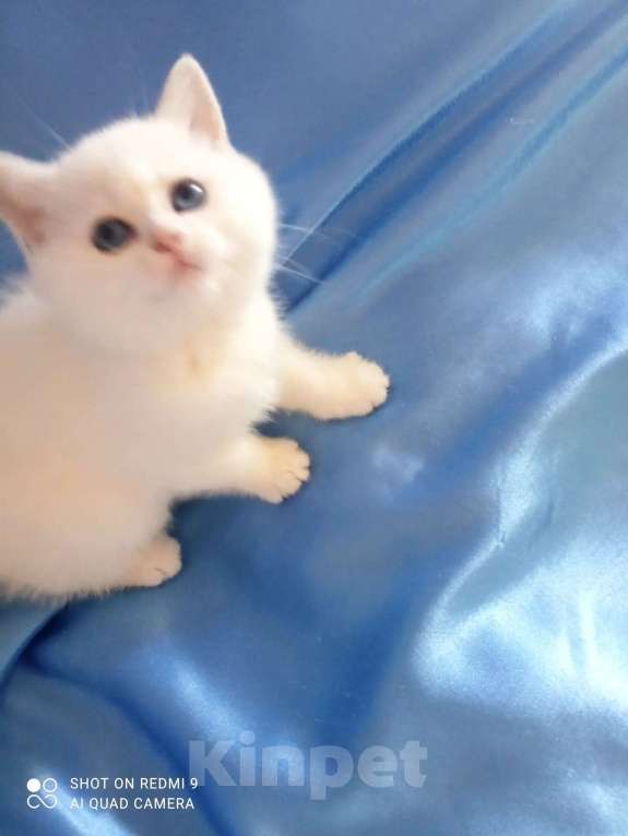 Кошки в Уфе: Британский короткошерстный котенок Девочка, Бесплатно - фото 2