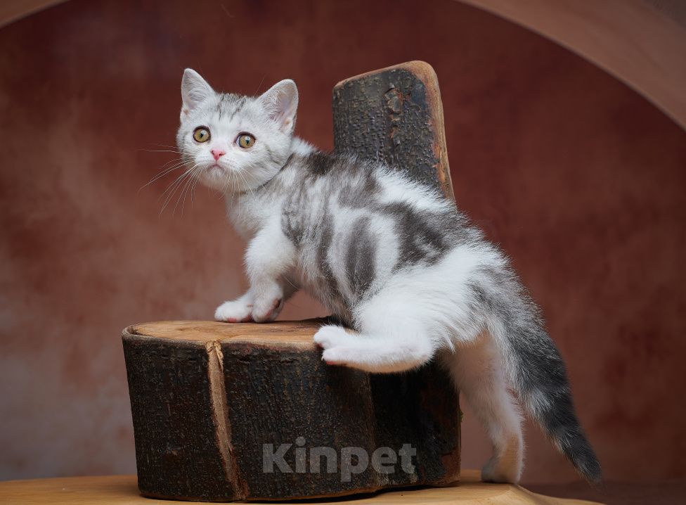 Кошки в Барнауле: Котик-страйт Василь💚 Мальчик, Бесплатно - фото 4