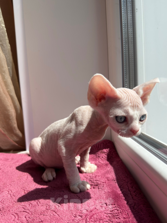 Кошки в Москве: Котенок Девон Рекс Девочка, 70 000 руб. - фото 7