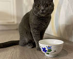 Кошки в Щербинке: Бесплатно британец Лёва  Мальчик, Бесплатно - фото 2