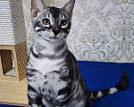 Кошки в Москве: Бенгальские котята серебро  Мальчик, 55 000 руб. - фото 5