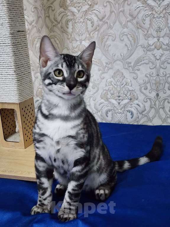 Кошки в Москве: Бенгальские котята серебро  Мальчик, 55 000 руб. - фото 5