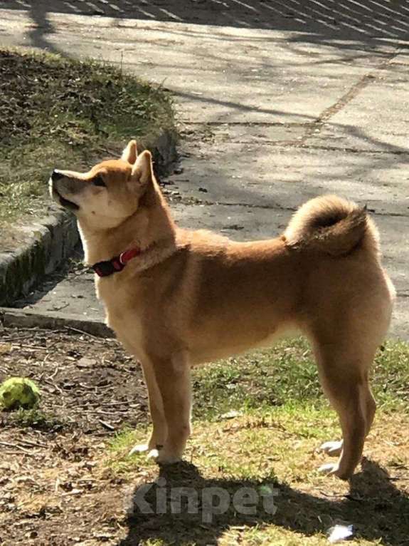 Собаки в Мурманске: Сиба ину в стандарте РКФ Девочка, 50 000 руб. - фото 4