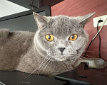 Кошки в Москве: Ласковый британец заботливым хозяевам Мальчик, Бесплатно - фото 2