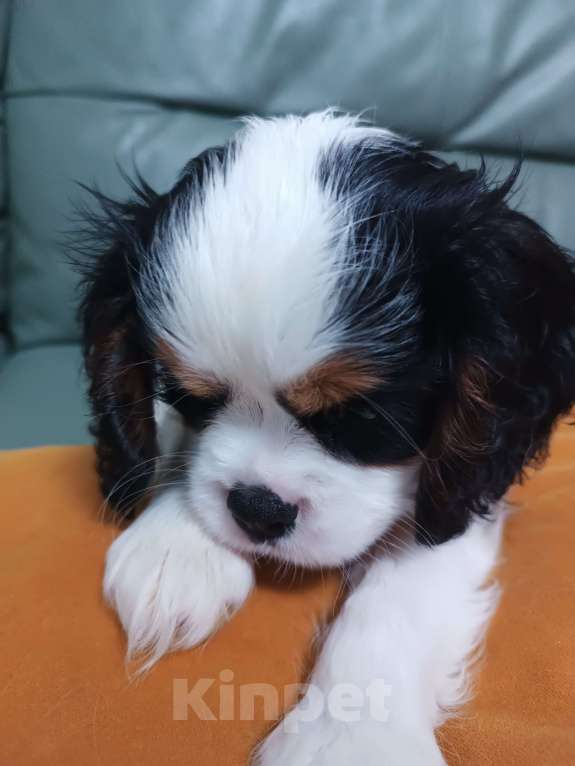 Собаки в Екатеринбурге: Продаю щенка  Мальчик, 100 000 руб. - фото 7